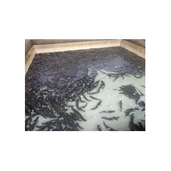 中华老字号 东阿阿胶桃花姬阿胶糕300g