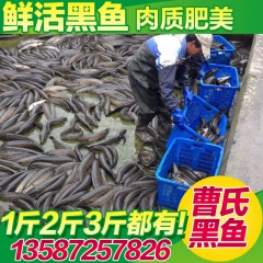 中华老字号 东阿阿胶桃花姬阿胶糕300g