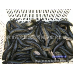 中华老字号 东阿阿胶桃花姬阿胶糕300g