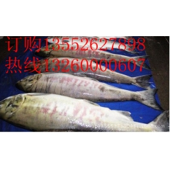 中华老字号 东阿阿胶桃花姬阿胶糕300g