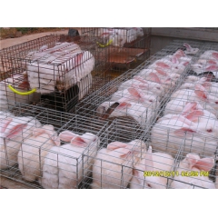 饲料：肉兔母兔微量元素饲料代理 代理兔微量元素