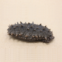 中华老字号 东阿阿胶桃花姬阿胶糕300g