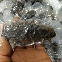 高压即食海参  单支装  生产供应 批发零售 品质保证