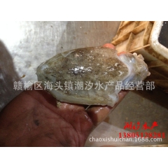 潮汐水产【常年供应】鲜活海鲜 乌贼 墨鱼  连云港产地直销