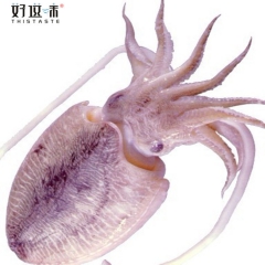 批发福建东山岛半斤以上单冻墨鱼，花枝,乌贼，绝不泡水