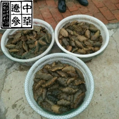 中华辽参淡干盐渍半干即食正宗大连刺参 参农自养野生活海参批发