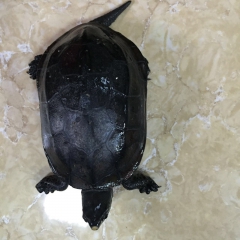 中华老字号 东阿阿胶桃花姬阿胶糕300g