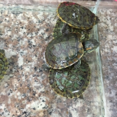 中华老字号 东阿阿胶桃花姬阿胶糕300g