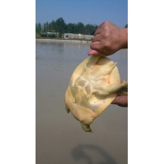 中华老字号 东阿阿胶桃花姬阿胶糕300g
