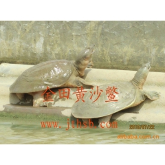 中华老字号 东阿阿胶桃花姬阿胶糕300g