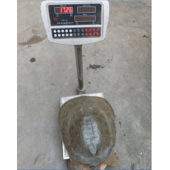 中华老字号 东阿阿胶桃花姬阿胶糕300g