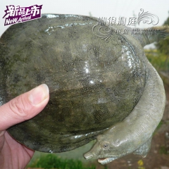 中华老字号 东阿阿胶桃花姬阿胶糕300g