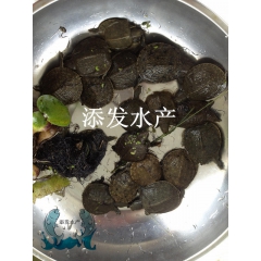 中华老字号 东阿阿胶桃花姬阿胶糕300g