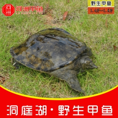 中华老字号 东阿阿胶桃花姬阿胶糕300g