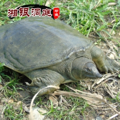 中华老字号 东阿阿胶桃花姬阿胶糕300g