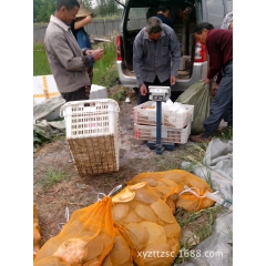 中华老字号 东阿阿胶桃花姬阿胶糕300g
