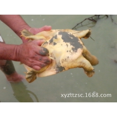中华老字号 东阿阿胶桃花姬阿胶糕300g