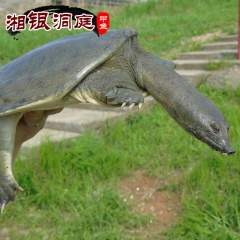 中华老字号 东阿阿胶桃花姬阿胶糕300g