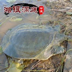 大量供应优质洞庭湖生态甲鱼批发 水鱼 中华鳖 团鱼（2-3斤...