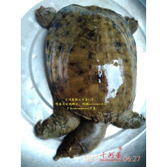 中华老字号 东阿阿胶桃花姬阿胶糕300g