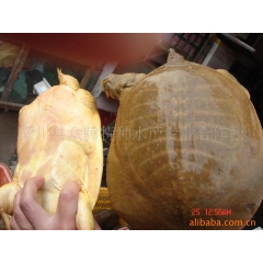 中华老字号 东阿阿胶桃花姬阿胶糕300g