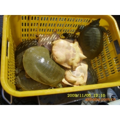 中华老字号 东阿阿胶桃花姬阿胶糕300g