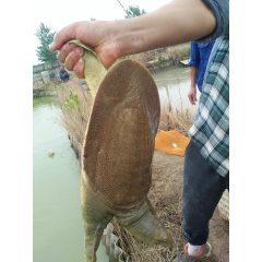 中华老字号 东阿阿胶桃花姬阿胶糕300g