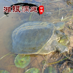 中华老字号 东阿阿胶桃花姬阿胶糕300g