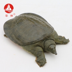 中华老字号 东阿阿胶桃花姬阿胶糕300g