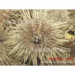 中华老字号 东阿阿胶桃花姬阿胶糕300g