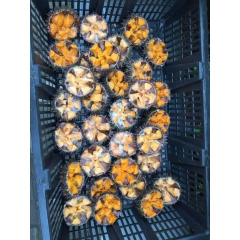 中华老字号 东阿阿胶桃花姬阿胶糕300g