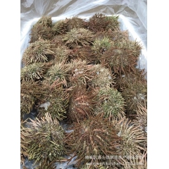 中华老字号 东阿阿胶桃花姬阿胶糕300g