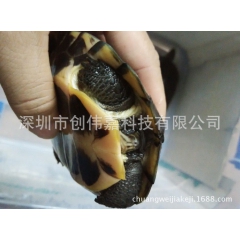 中华老字号 东阿阿胶桃花姬阿胶糕300g