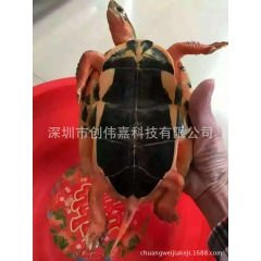 中华老字号 东阿阿胶桃花姬阿胶糕300g