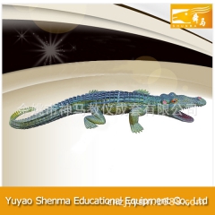 仿真扬子鳄 供应各类生物及医疗模型