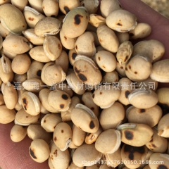 批发中药材  优质 炒白扁豆 熟扁豆 粉 现磨豆浆 五谷磨坊