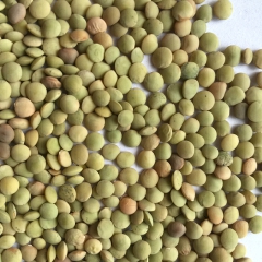 【厂家直销】粗脂肪1级扁豆农家干货粗脂肪1级小扁豆