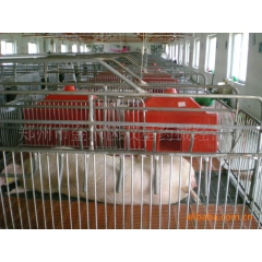 供应养猪设备 母猪连体产床  仔猪保育床 定位栏