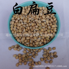中药材批发 白扁豆 炒白扁豆 药食两用 干净无杂 品质保证