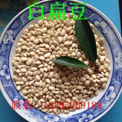 批发 白扁豆  1斤起售