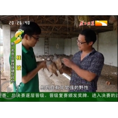 养殖场批量供应 商品鹧鸪 鹧鸪苗 鹧鸪蛋 鹧鸪孵化设备