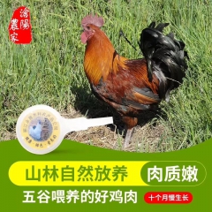 丽江纯土鸡 他留乌骨鸡