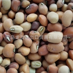 加拿大美国进口豇豆  原生态自然种植  批发供应  【图】