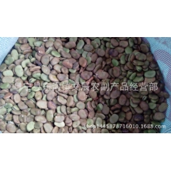 豆瓣酱蚕豆专用 炒货蚕豆兰花豆 蚕豆食品级生蚕豆类批发