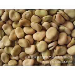 供应2015年云南产优质干蚕豆 可用作油炸兰花豆 炒蚕豆原料