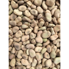 供应2015年云南产优质蚕豆  可用作油炸兰花豆 炒货原料 ...