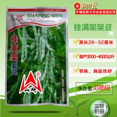 挂满架架豆 早熟 长势旺结荚率高 生长期短 纯有机蔬菜 10...