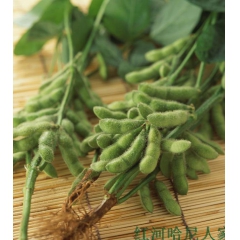 云南红河特产新鲜蔬菜——新鲜毛豆 毛豆荚 黄豆荚 只售饱满豆...
