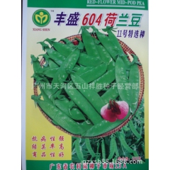 优良荷兰豆品种  丰盛604荷兰豆  红花中荚 原装500克