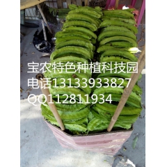 吃它保健，种它发财！“绿色金条”四棱豆